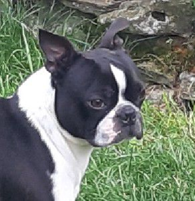 Étalon Boston Terrier - Mighty marcus de la Vallee du Soleil