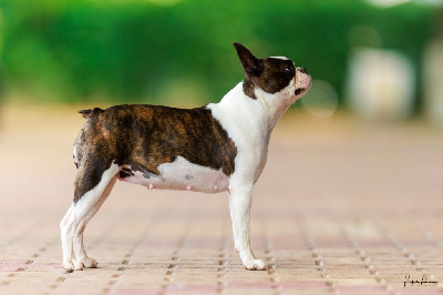 Étalon Boston Terrier - Topaze Sweeties Doggies