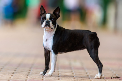 Étalon Boston Terrier - Verone Sweeties Doggies