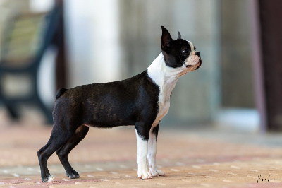 Étalon Boston Terrier - Agate Sweeties Doggies
