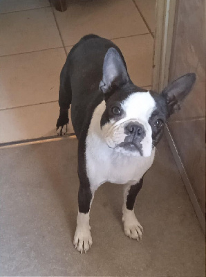 Étalon Boston Terrier - gold gelb box Zseda