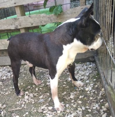 Étalon Boston Terrier - Bayizza's new deal
