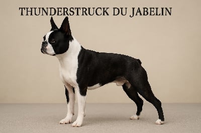 Étalon Boston Terrier - Thunderstruck du jabelin}