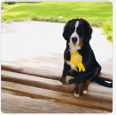 Étalon Bouvier Bernois - Vanille des Petits Cailloux De La Klentsch