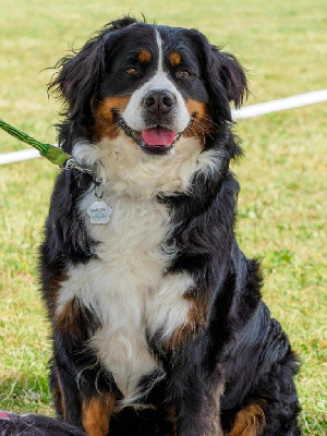 Étalon Bouvier Bernois - CH. Sakura de la forêt du vièvre
