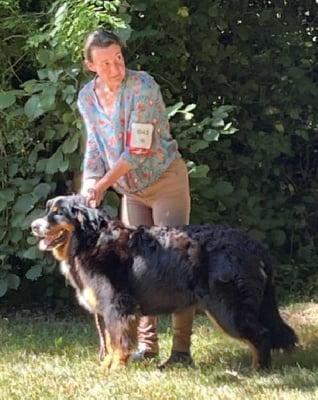 Étalon Bouvier Bernois - Virgule du royaume des reves