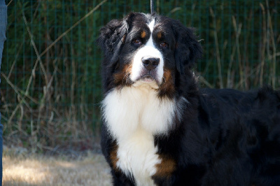 Étalon Bouvier Bernois - Taiga Du Royaume De Goldie