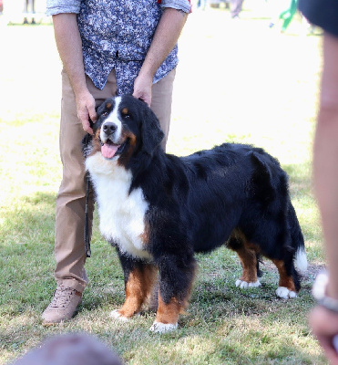 Étalon Bouvier Bernois - U-jasmine Du Verger Des Beaurepaires