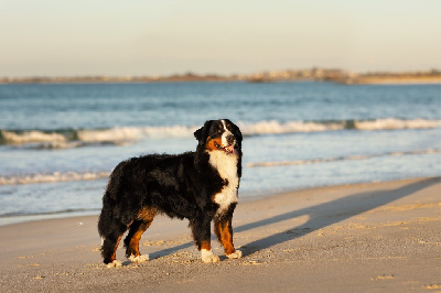 Étalon Bouvier Bernois - True love dite tess des Elfes Du Vent