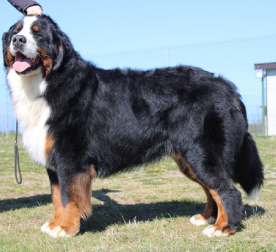 Étalon Bouvier Bernois - Un d ces quatre De La Colline D'Eole