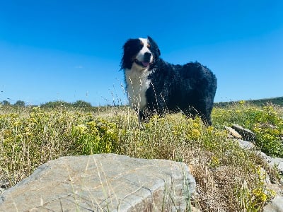 Étalon Bouvier Bernois - Taiya Du Domaine Des Perles D'Ambène