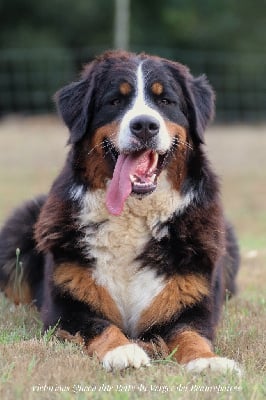 Étalon Bouvier Bernois - Victorious queen Du Verger Des Beaurepaires
