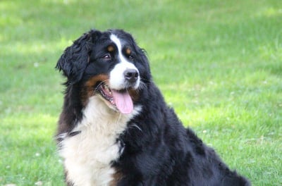 Étalon Bouvier Bernois - Tigresse du logis de Sainte Macrine