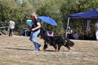 Étalon Bouvier Bernois - Vaiana De la Ferme de la Pessoutie