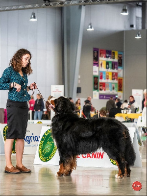 Étalon Bouvier Bernois - CH. Taram des Elfes Du Vent