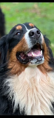 Étalon Bouvier Bernois - R'mione du Loup de la Roche des Vents