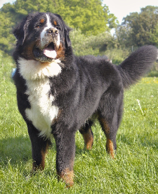 Étalon Bouvier Bernois - Ty mousse des Elfes Du Vent