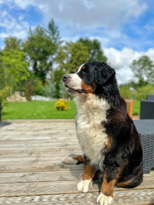 Étalon Bouvier Bernois - Shana Des Bauges De La Vallière