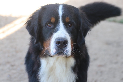 Étalon Bouvier Bernois - V karlos Du Verger Des Beaurepaires
