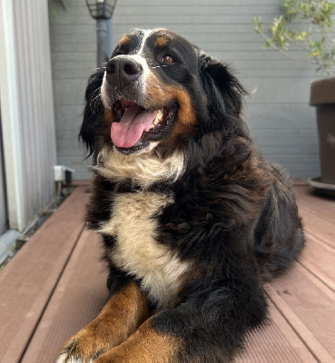 Étalon Bouvier Bernois - Sultane du Paradis du Domaine du Bouquet