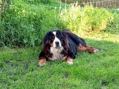 Étalon Bouvier Bernois - Uby Des Hauts De Terrebrune