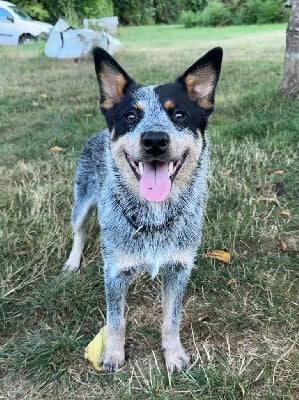 Étalon Bouvier australien - limaband Mamba
