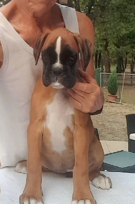 Étalon Boxer - Aura des vents de mer