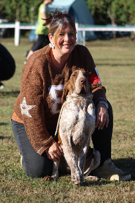Étalon Braque Italien - Aslane Du Clos Des Petites Vignes