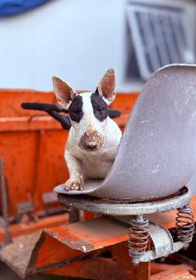 Étalon Bull Terrier - Violette bridgerton Des Minis De Ryosie