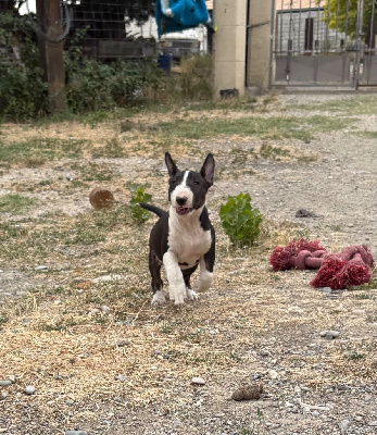 Étalon Bull Terrier Miniature - Arley quinn Des Minis De Ryosie