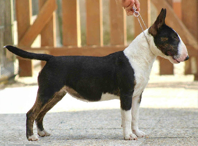 Étalon Bull Terrier Miniature - Apple Du Domaine Des Démons Bretons