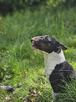 Étalon Bull Terrier Miniature - Suzette High Hill's Bull
