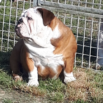 Étalon Bulldog Anglais - Violette Du clos sara