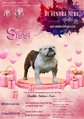Étalon Bulldog Anglais - Standing ovation dite sissi Di Vendra Nera