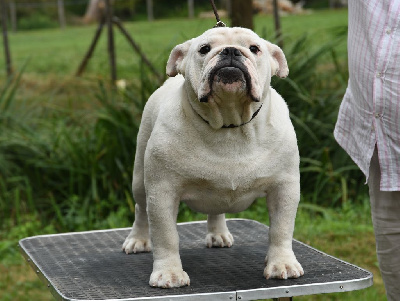 Étalon Bulldog Anglais - Vanavan Di Vendra Nera