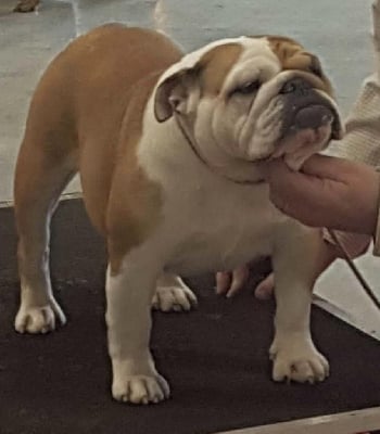 Étalon Bulldog Anglais - Shaina Des Loups Du Roumois