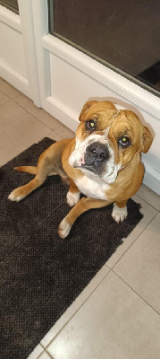 Étalon Bulldog continental - Trixie de la Féerie de l'Hermine