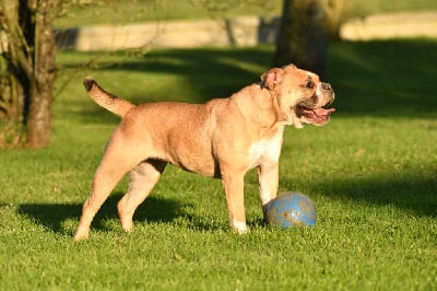Étalon Bulldog continental - Uhaîna Des Conti's Ador