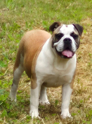 Étalon Bulldog continental - Valentine Des Brumes Du Luberon