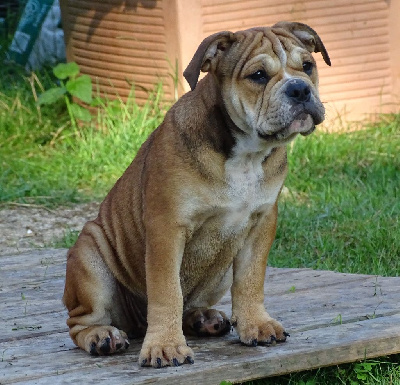 Étalon Bulldog continental - Atlanta du Mont de l'Aigle