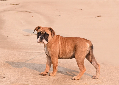 Étalon Bulldog continental - Antoinette De la landerie