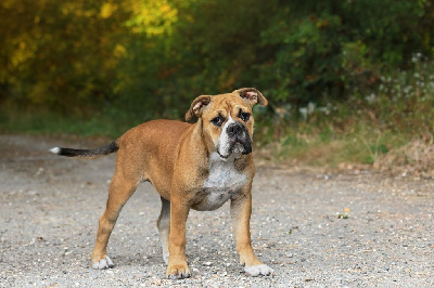 Étalon Bulldog continental - All night Des Symphonies d'Arlequin