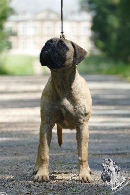 Étalon Bullmastiff - Abstract mazikeen De L'Arche Des Loups Anges