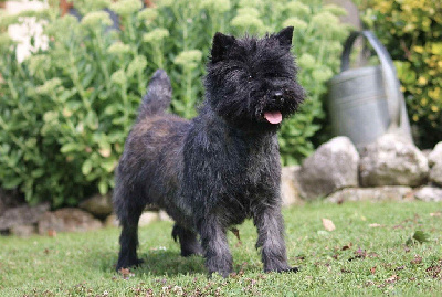 Étalon Cairn Terrier - Quentin's Touch Satisfaction