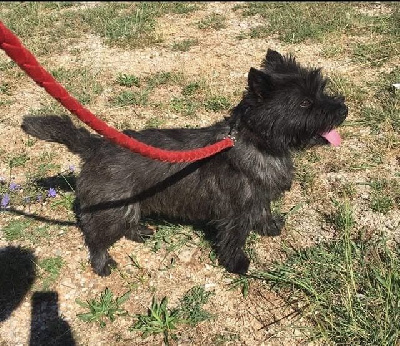 Étalon Cairn Terrier - CH. Lots of luck du domaine de kerallan