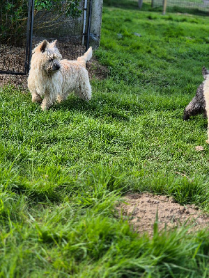 Étalon Cairn Terrier - Tess De La Bergerie Warren