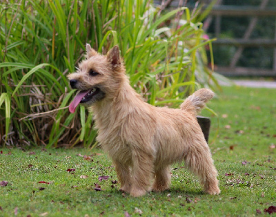 Étalon Cairn Terrier - Quentin's Touch Amour fou