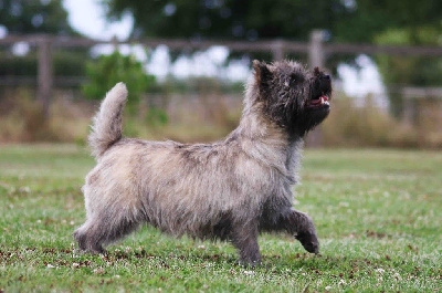 Étalon Cairn Terrier - Quentin's Touch Tornade