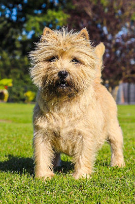 Étalon Cairn Terrier - Quentin's Touch Rien sans rien