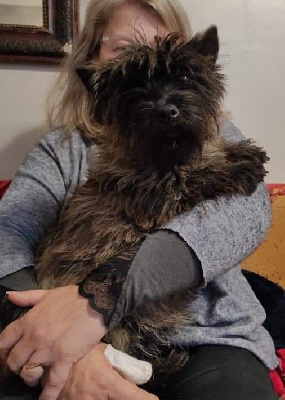 Étalon Cairn Terrier - Ooh lala glen brullemail
